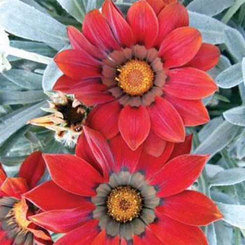 Gazania Kiss Frosty Red