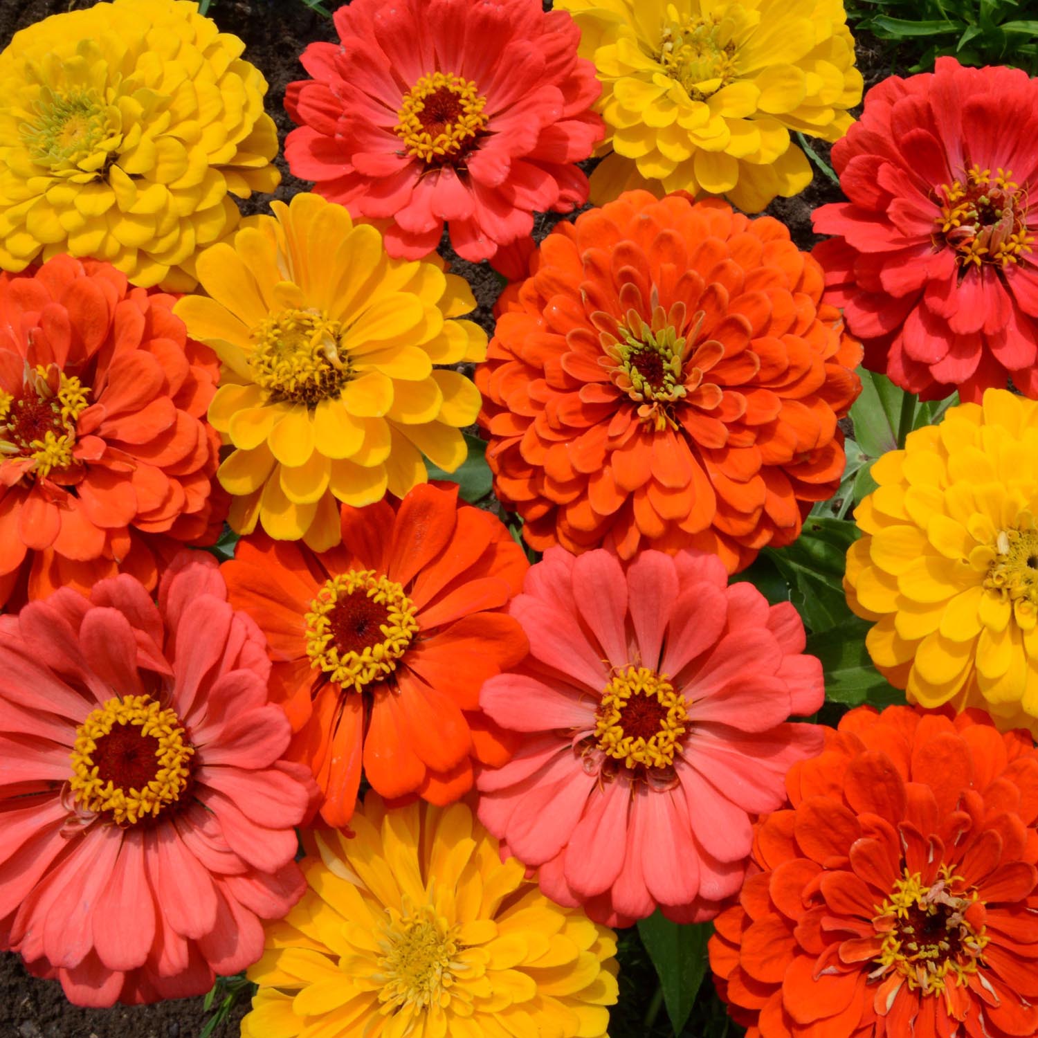Zinnia Fruity Beauty Cut Flower Seed Mix
