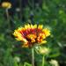 Perennial Gaillardia Bremen Cut Flowers