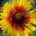 Perennial Gaillardia Arista Bremen