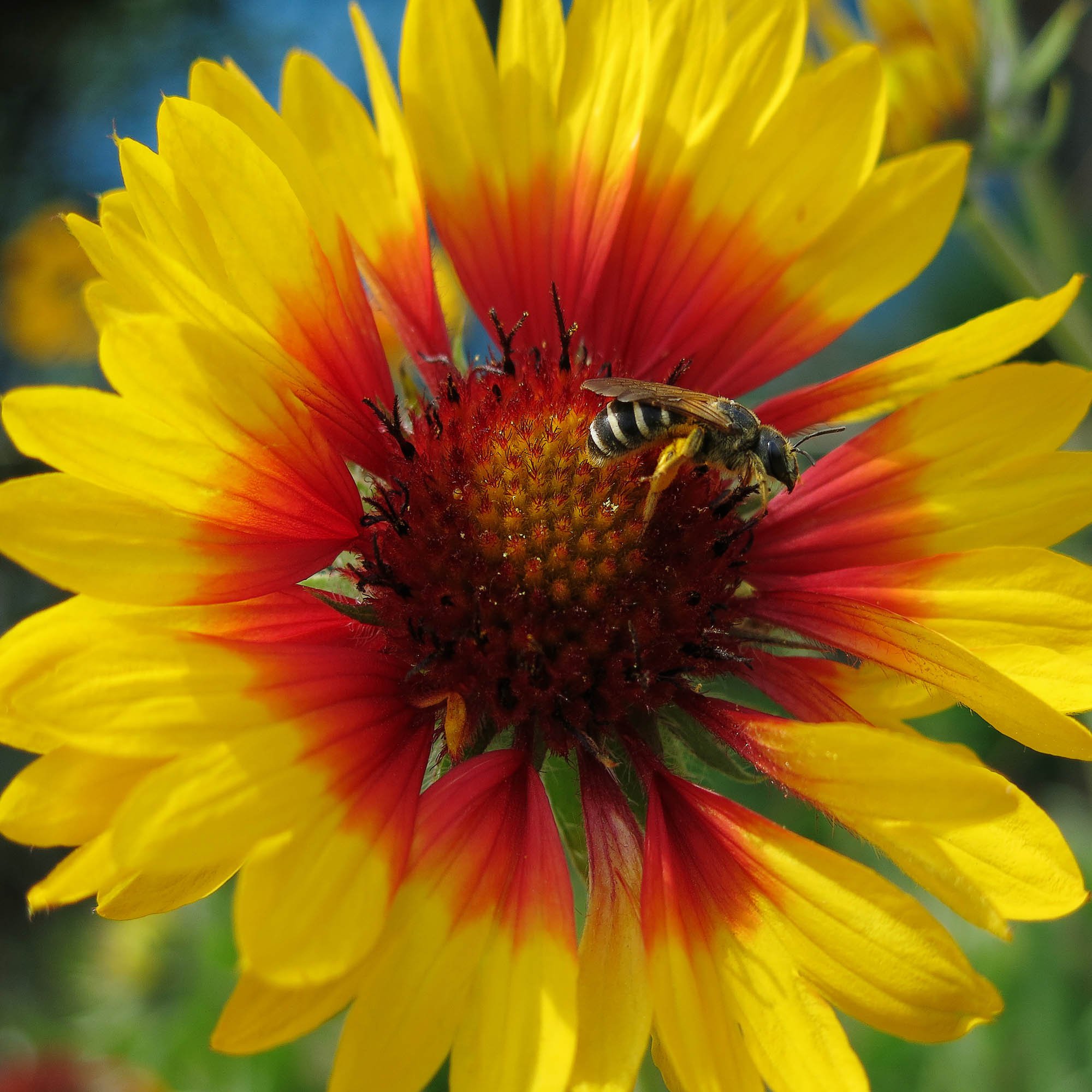 Gaillardia Bremen Drought Tolerant Blanket Garden Flower Plant Seeds