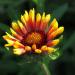 Gaillardia Arista Bremen Wild Flowers