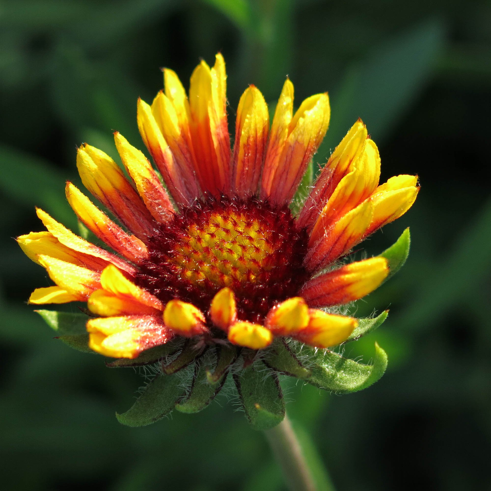 Gaillardia Bremen Drought Tolerant Blanket Garden Flower Plant Seeds