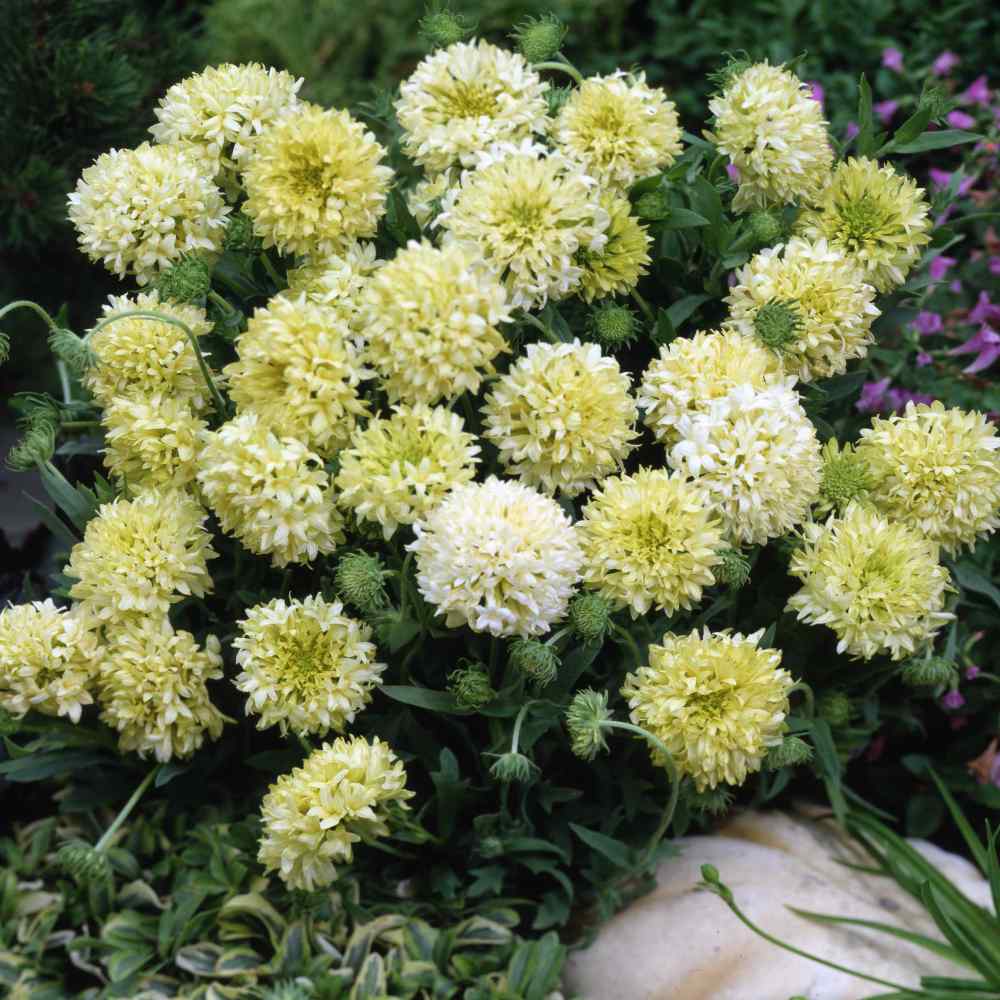 Image of Gaillardia white flower