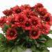 Blanket Flower Mesa Red Flower Seeds