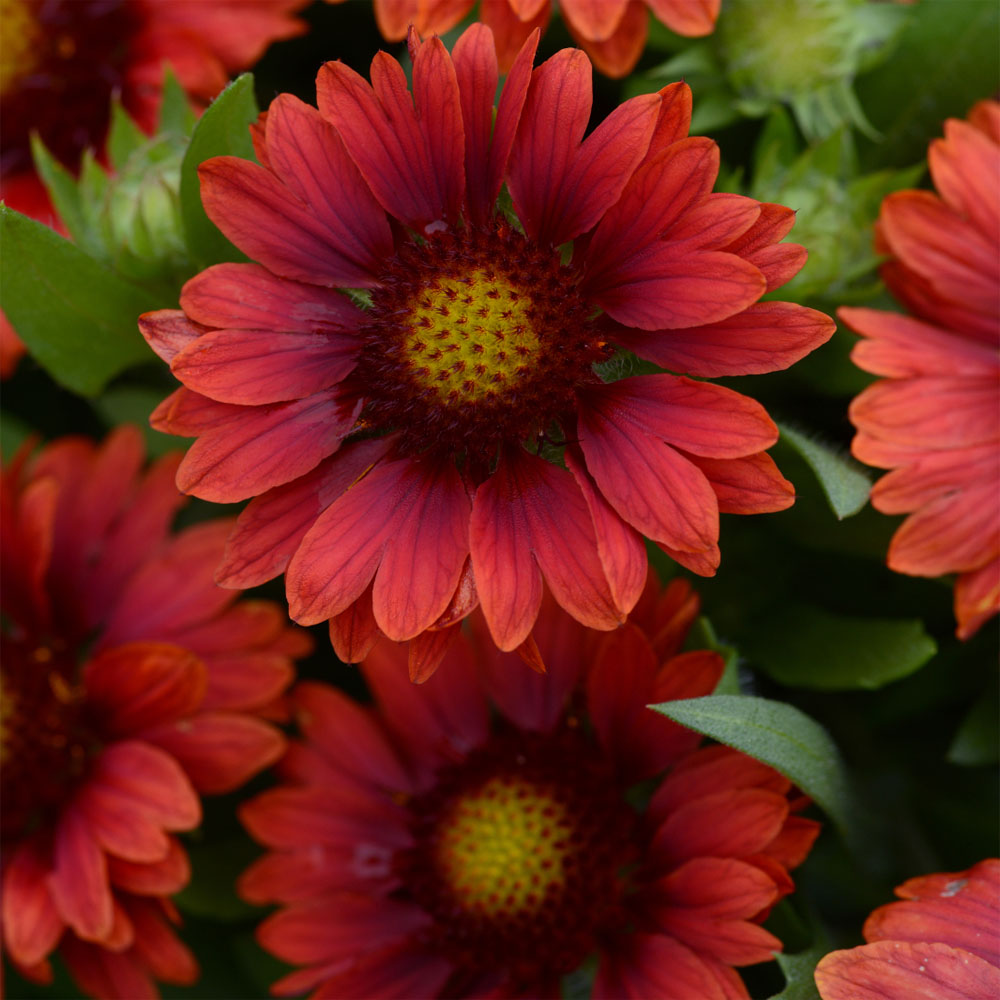 Gaillardia Seeds | Mesa Red