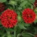 Gaillardia Pulchella Red Flowers