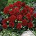 gaillardia red flowers