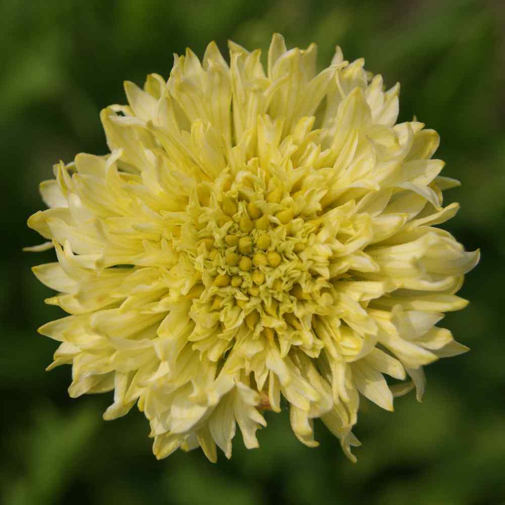 Gaillardia Blanket Flower Drought Tolerant Yellow Garden Flower Plant Seed