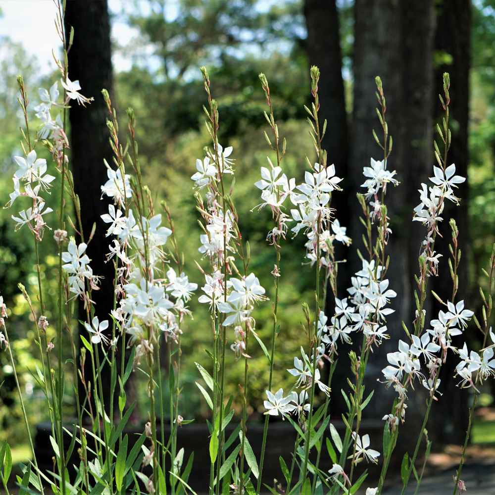 white gaura flowers