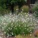 Gaura Flowers