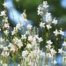 Gaura Lindheimeri Plants