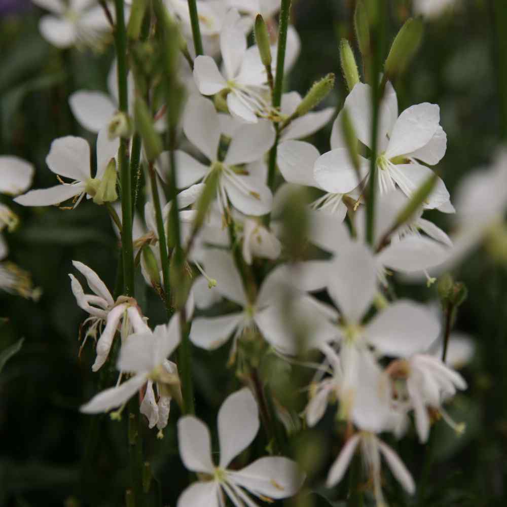 Gaura Flowering Plants