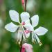 Gaura Flower Bed