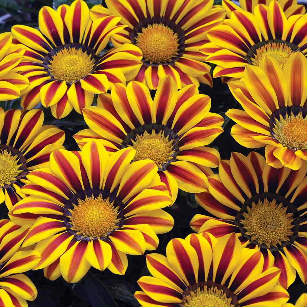 Gazania Big Kiss Yellow Flame Garden Flower