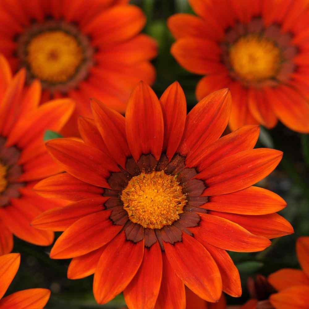 Gazania Bronze Flowers