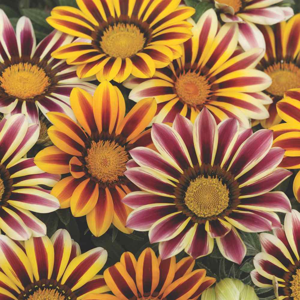 Gazania Kiss Flame Mix