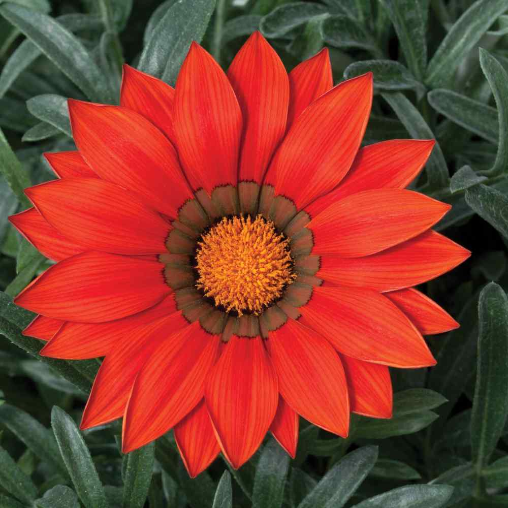 Gazania Kiss Frosty Red Plant