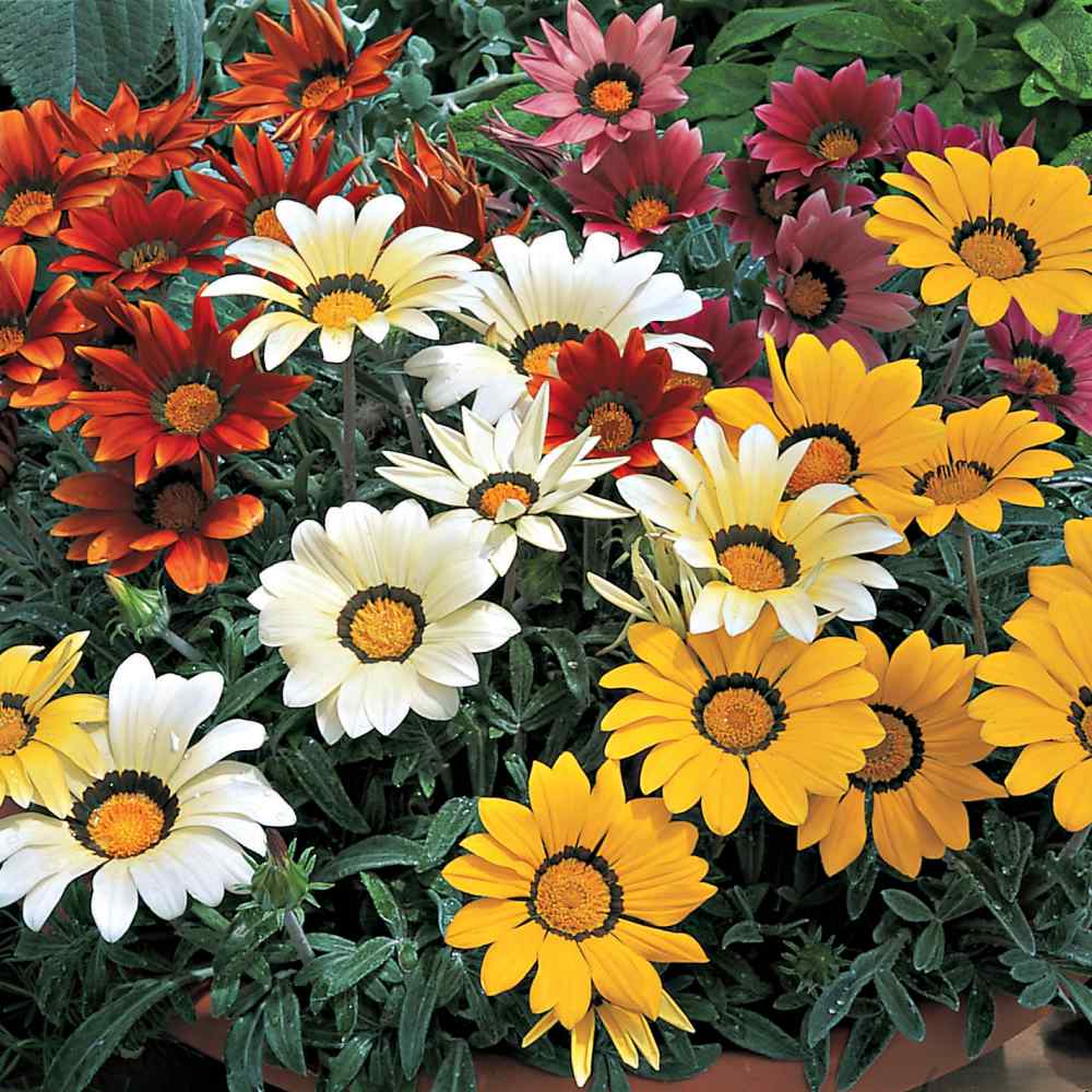 Gazania Kiss Mix