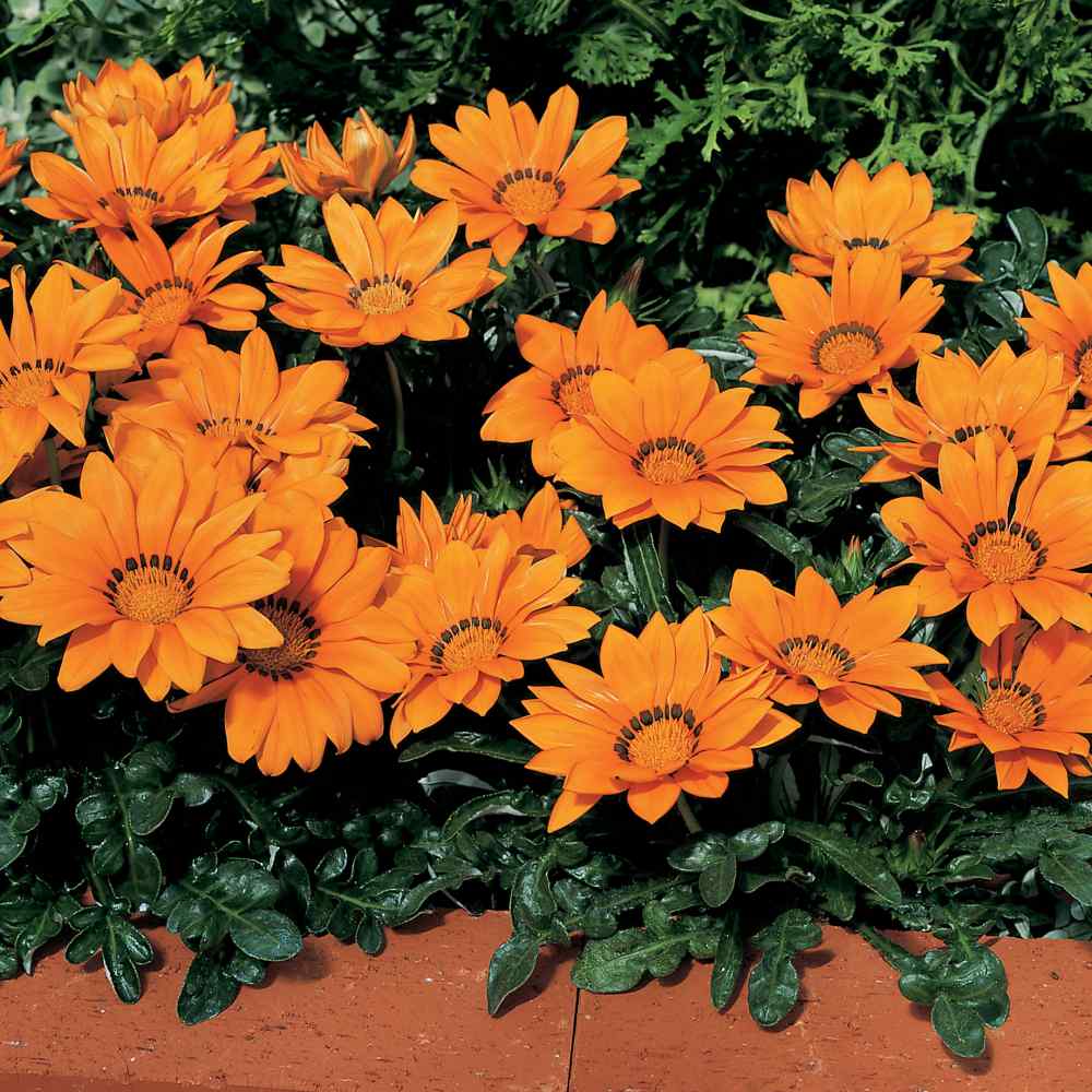 Gazania Kiss Orange Flowers