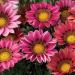 Gazania Kiss Rose Flowers