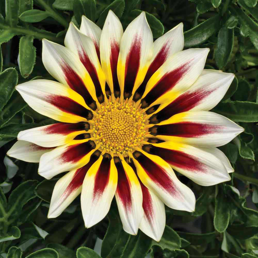 Gazania Kiss White Frosty Flame