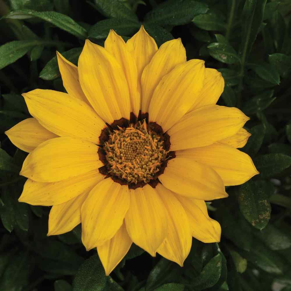 Gazania Kiss Yellow Garden Flowers