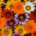 Gazania New Day Flower Seed Mix