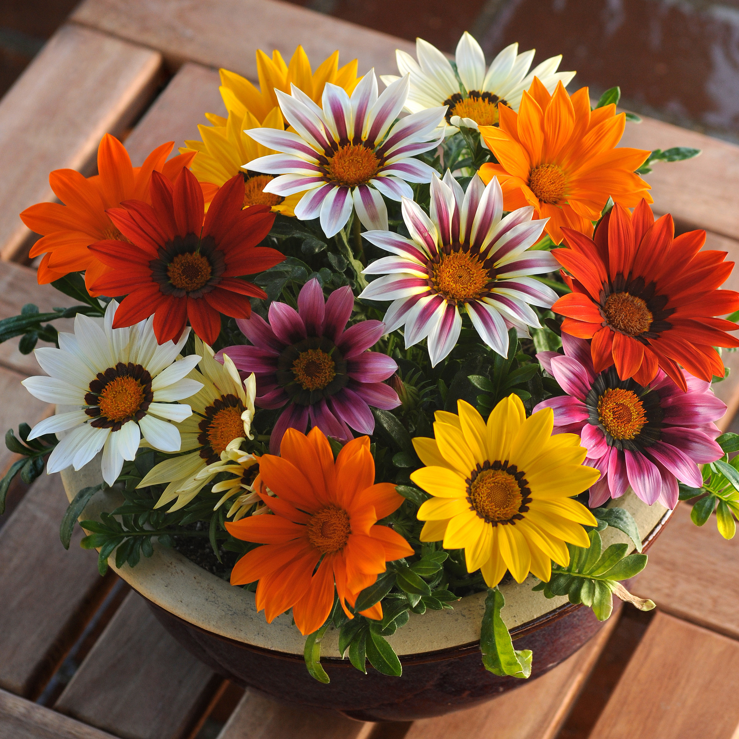 Gazania Plant Seed Mix