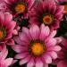 Gazania Pink Flowers