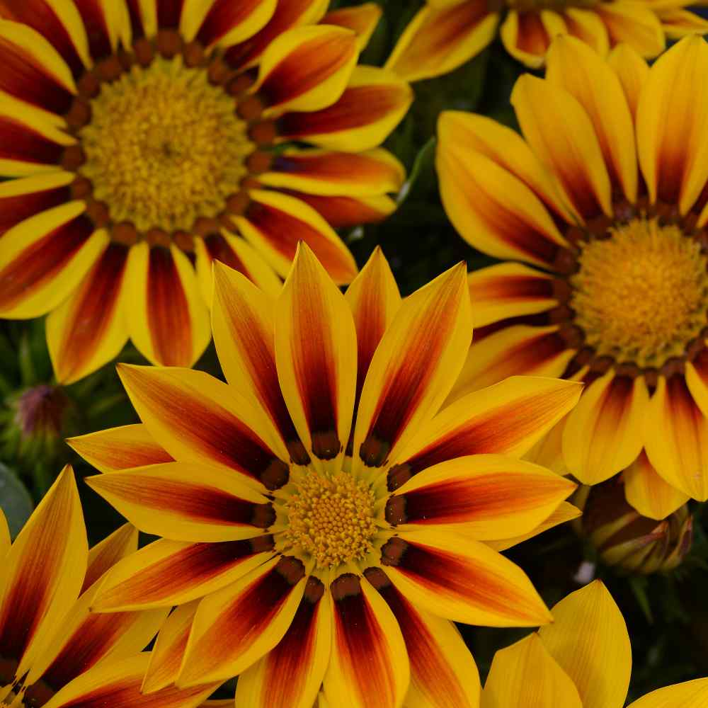 Gazania Red Striped
