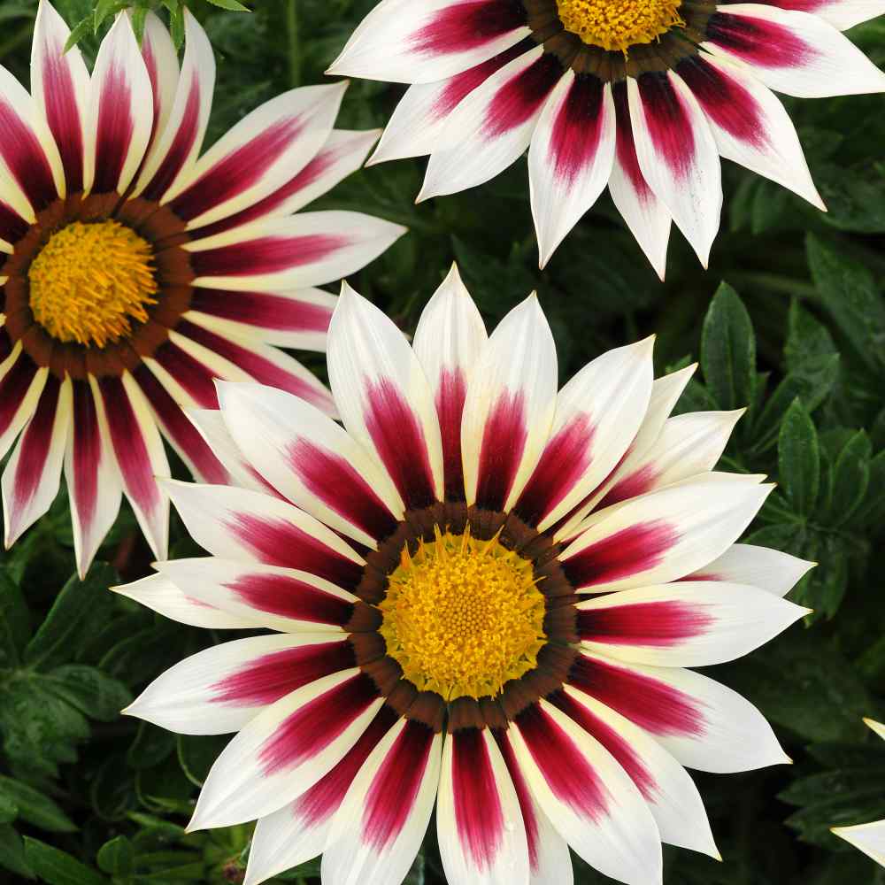 Gazania Rose Striped