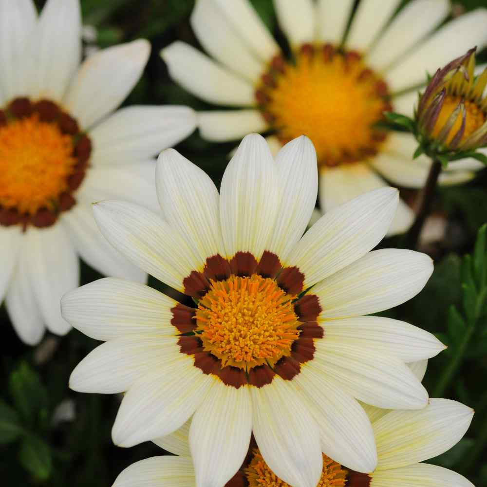 Gazania White Ground Cover Plants