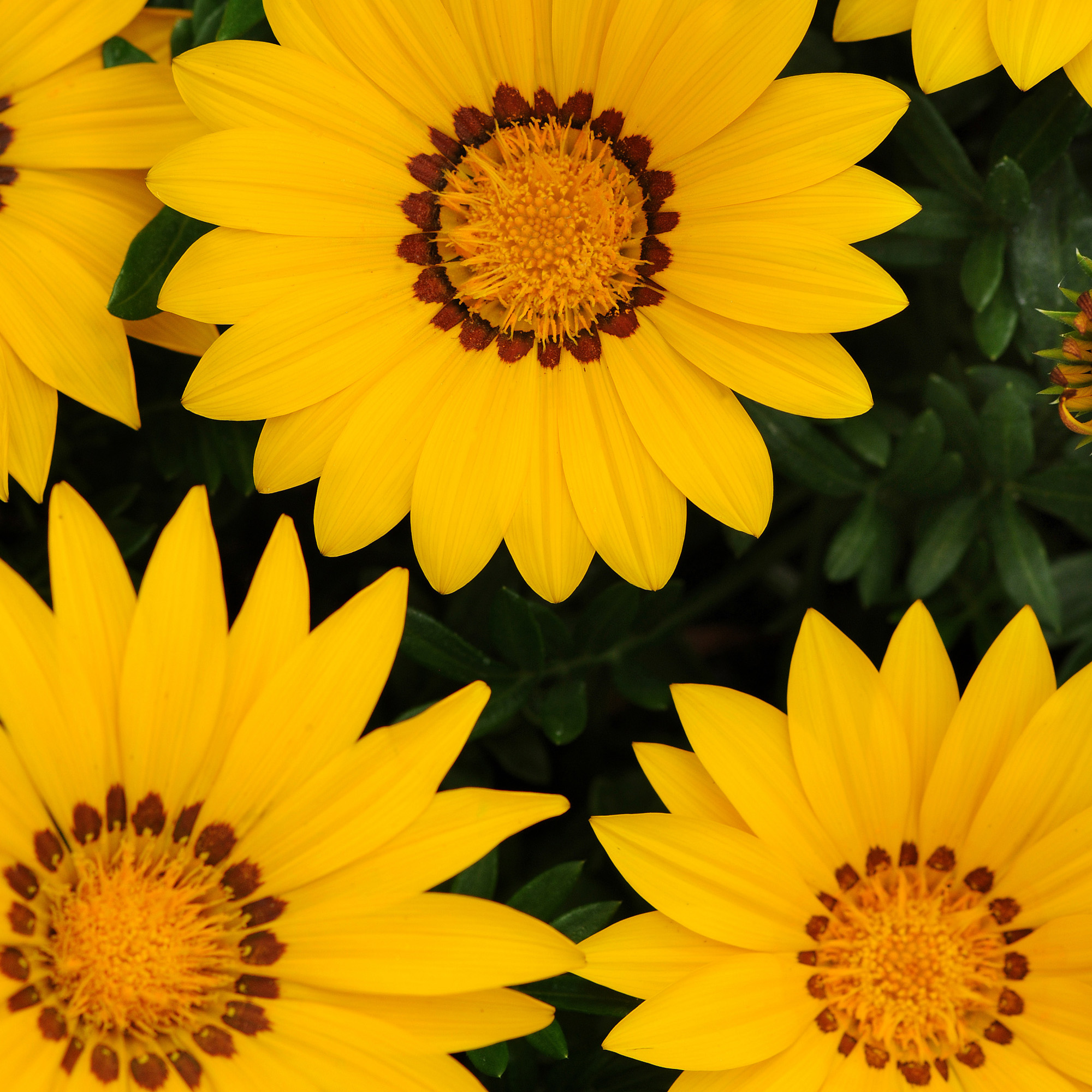 Gazania Yellow Flowers