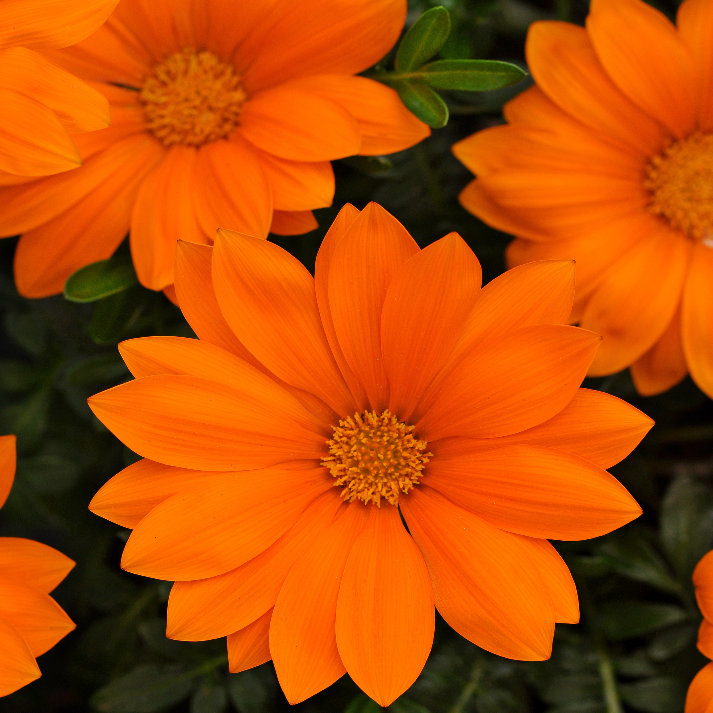 Gazania Orange