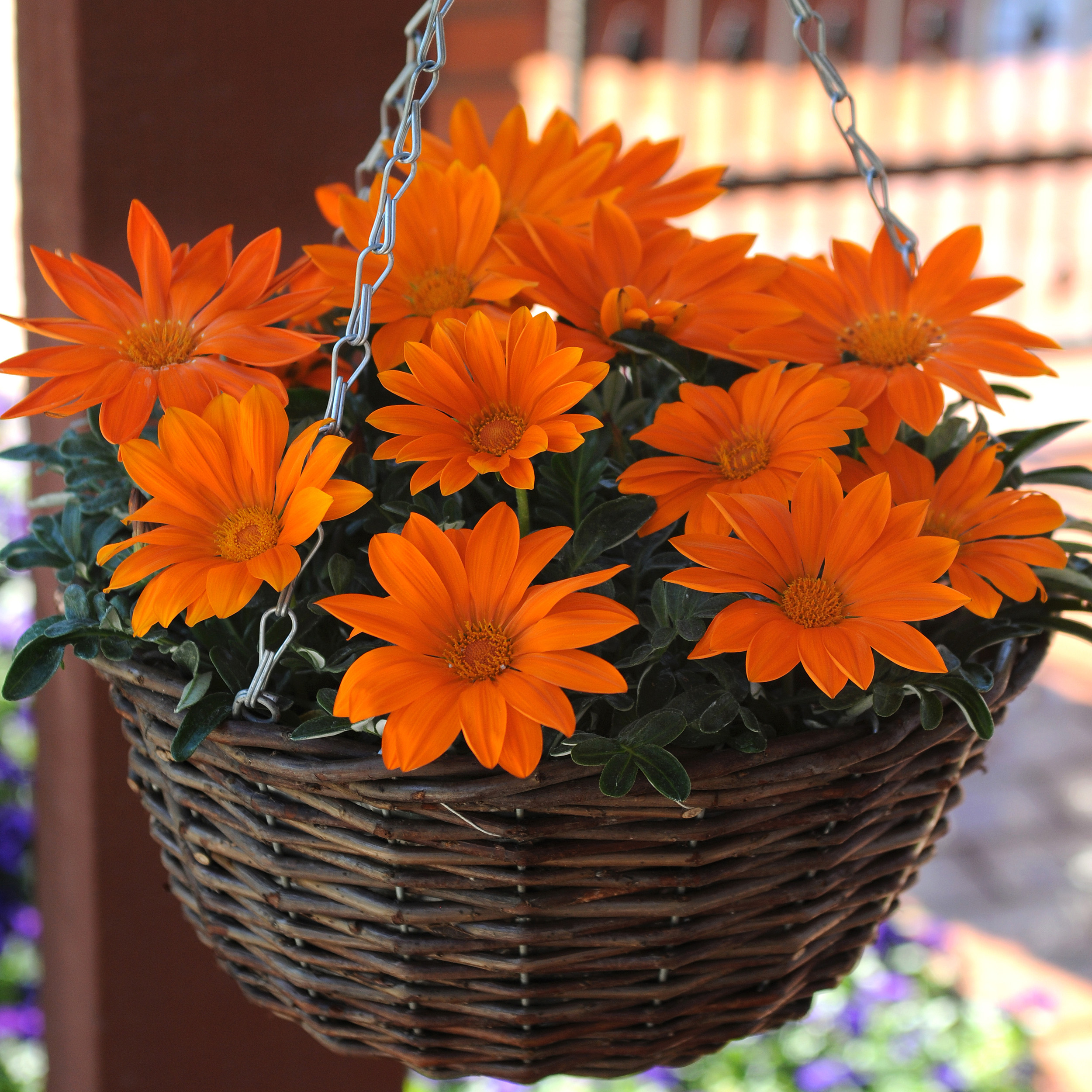 Gazania Orange Plant