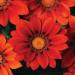 Gazania Red Shades Flowers