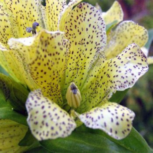 Gentian Punctata