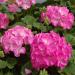 Geranium Pink Bicolor Flowers