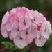 Geranium Appleblossom Flower