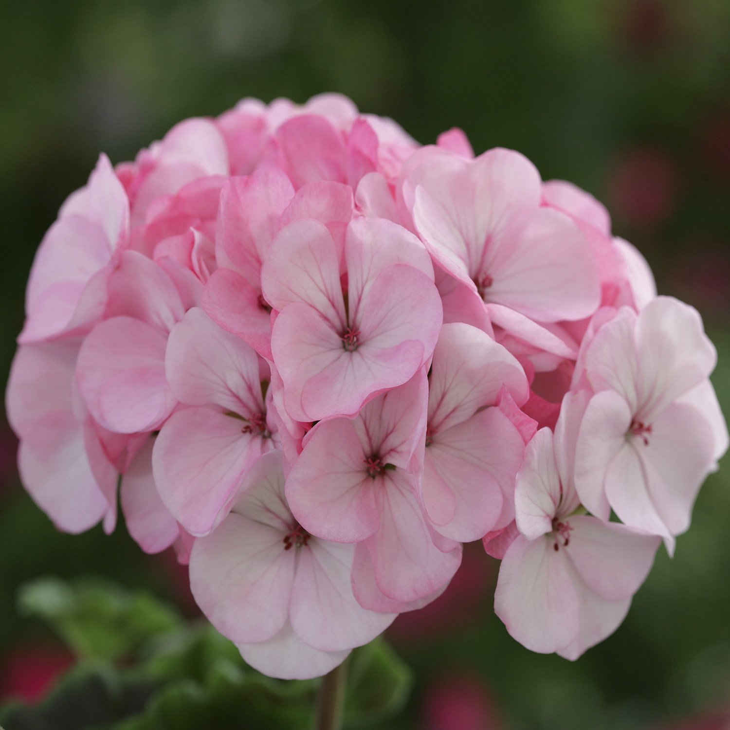 Details about   10Pcs Seeds Geranium Bonsai Apple Blossom Rosebud Pelargonium Flower Home Garden 