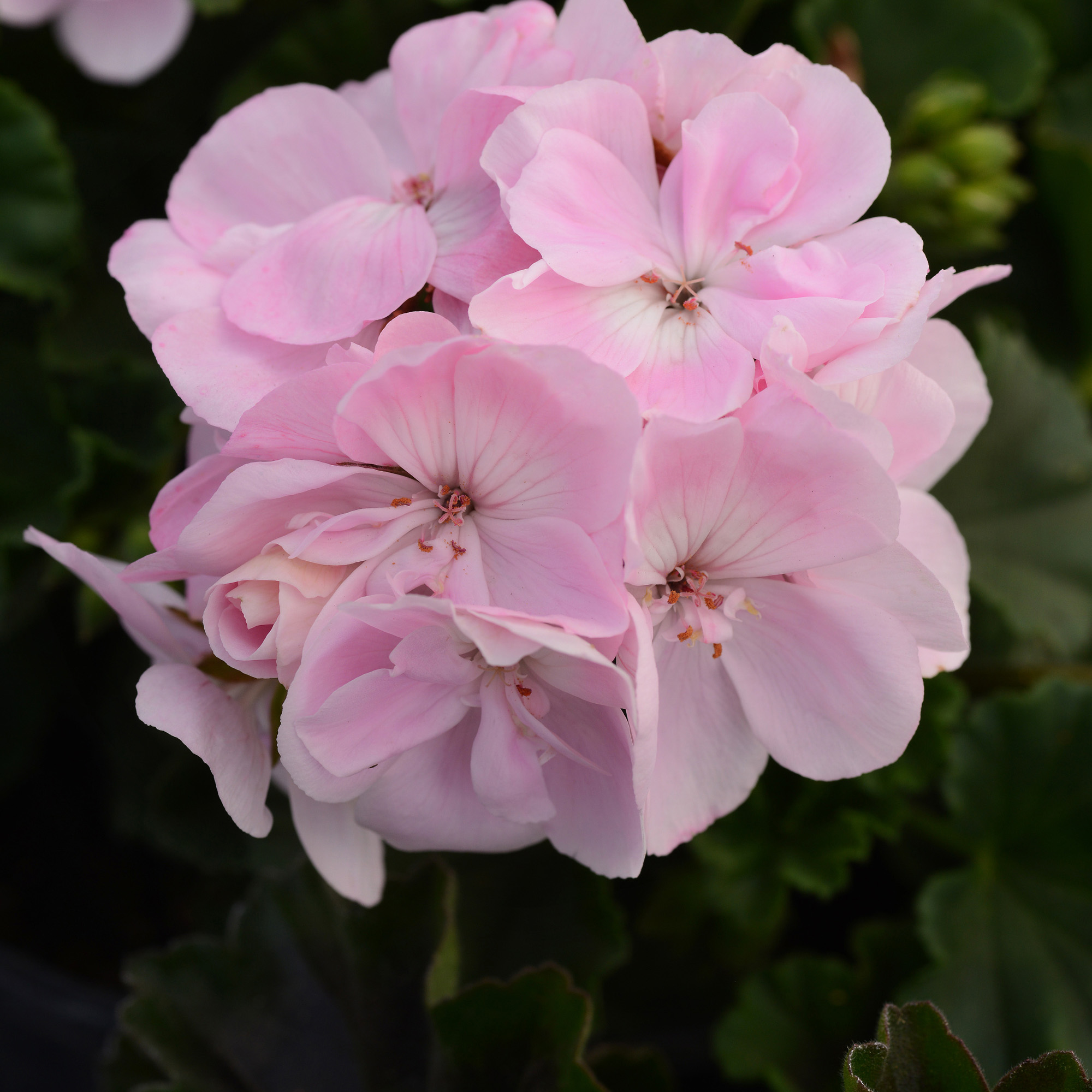 appleblossom geranium flowers