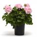 Geranium Appleblossom Vase