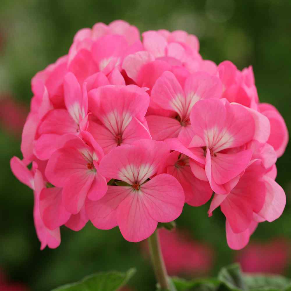 Geranium Tolerant Geranium Rose Flower Seeds