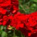 Geranium Scarlet Flower