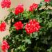 Geranium Scarlet Plant