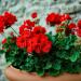 Geranium Scarlet Pelargonium