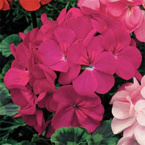 Geranium Flower Seeds Pelargonium Zonale Geranium Violet