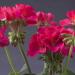 Geranium Violet Flowers