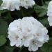 white geranium flowers